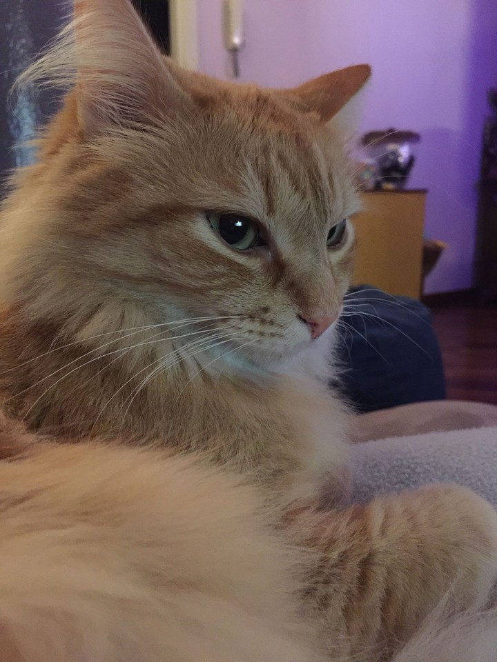 tora
