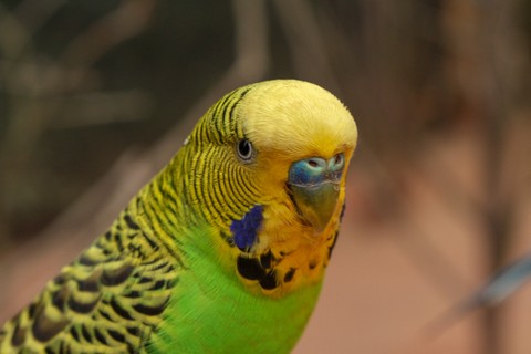 a bird