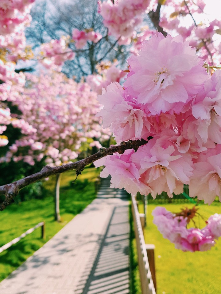 cherry tree blossom