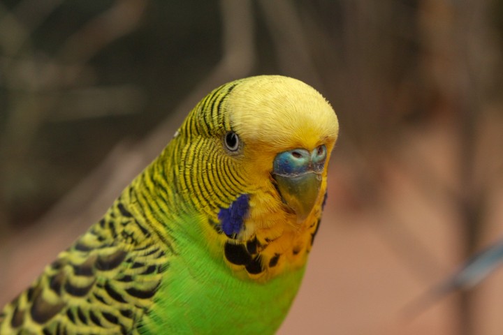 a bird