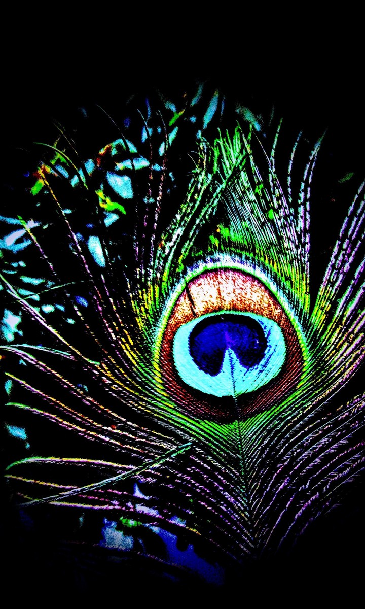 peacock feather......