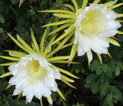 epiphyllum, plants wallpapers