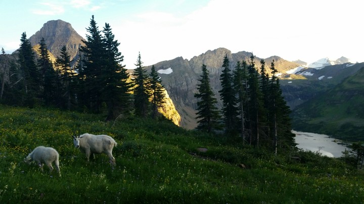 Mountain Goats
