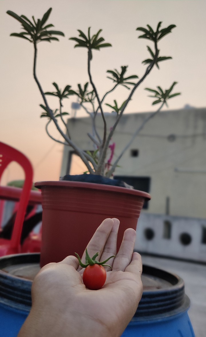 CherryTomatoes..& ..Adenium Plant❤️