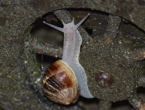 seashell, Spiral Hintergrundbilder