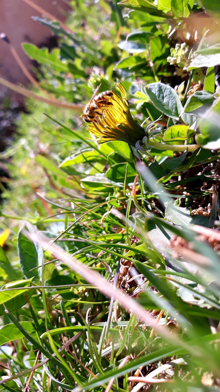bee in flower