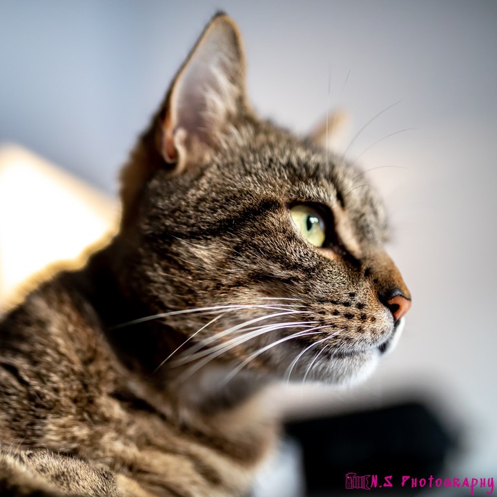cat
