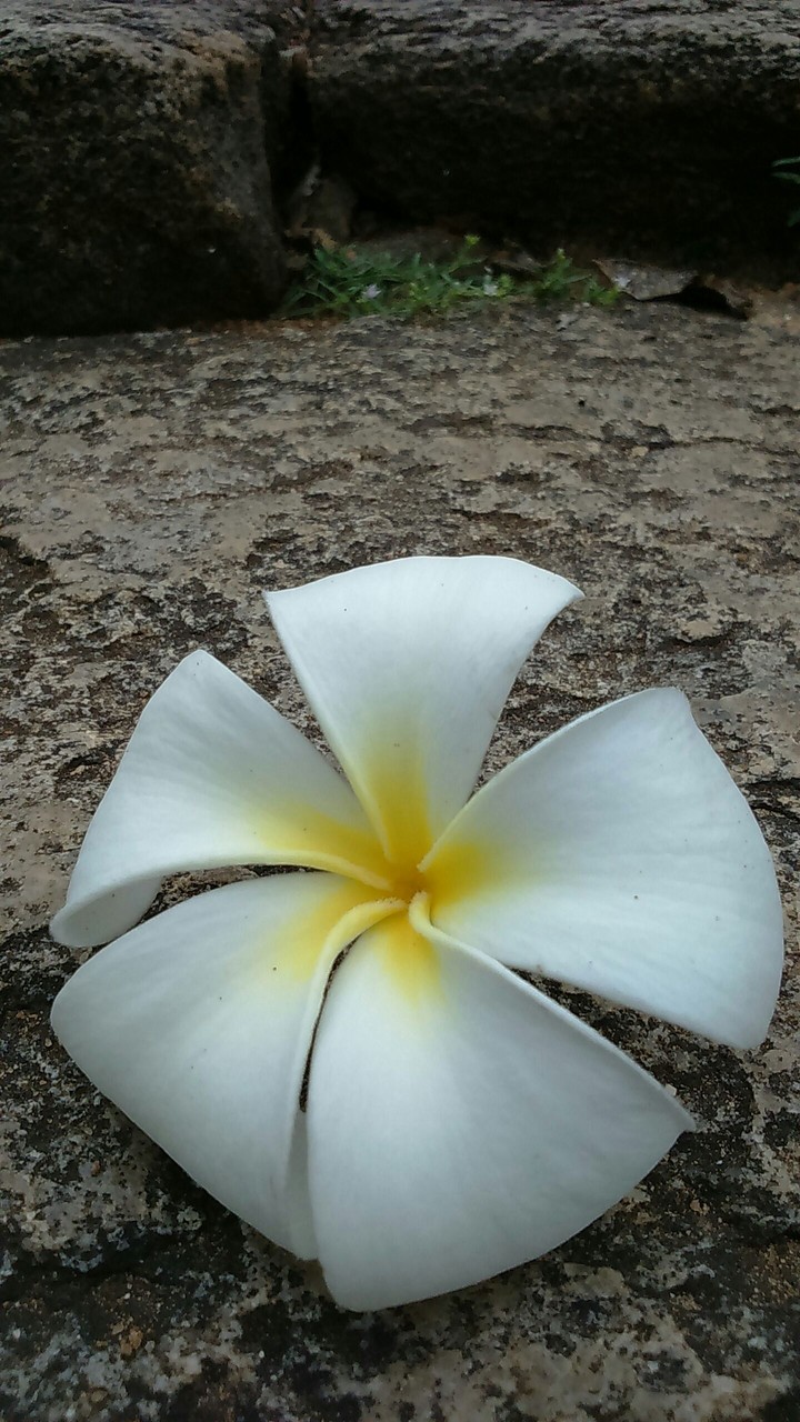 Temple Flower