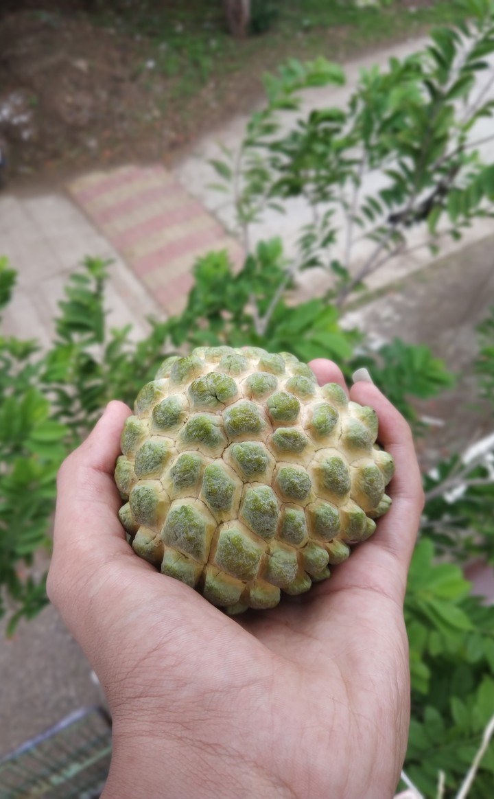 A Sugar Apple ?
