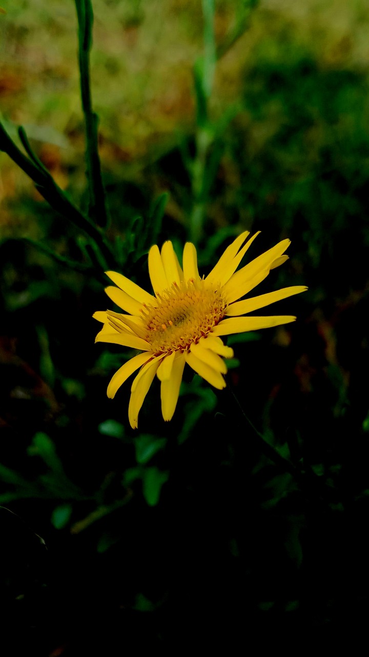 yellow flower