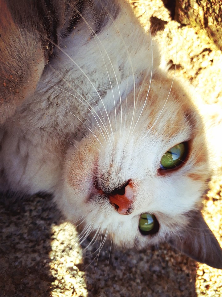 green eyes