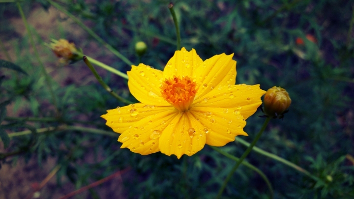 #drop of rain #yello flower
