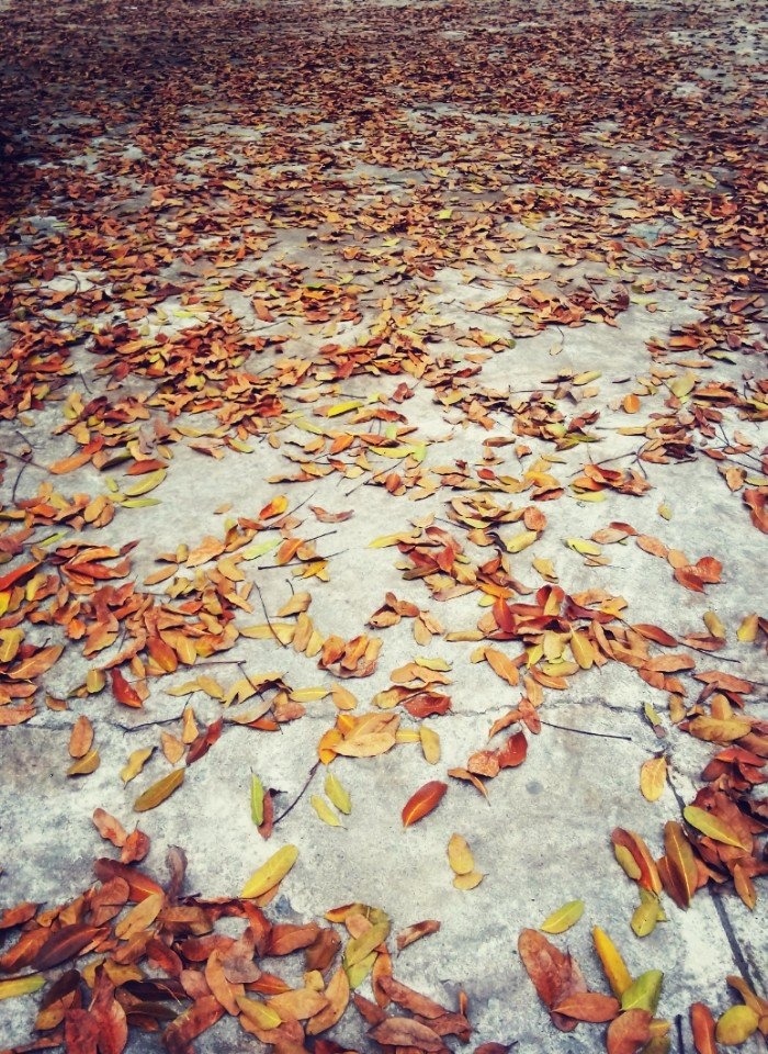 campus