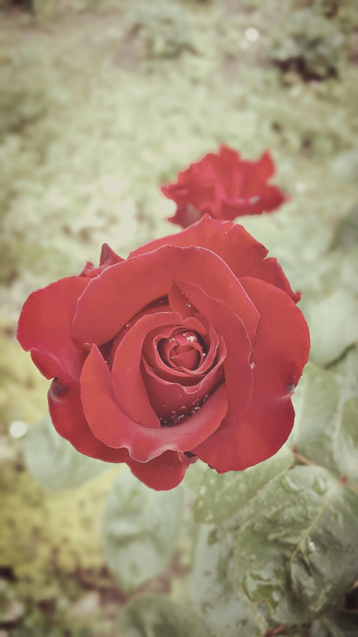 Rose
