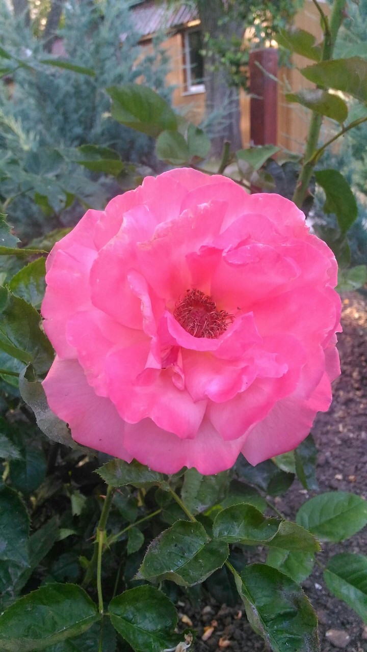 Charming flower
