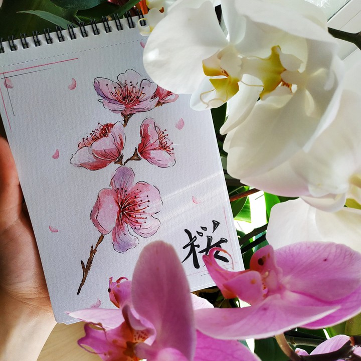sakura in orchids