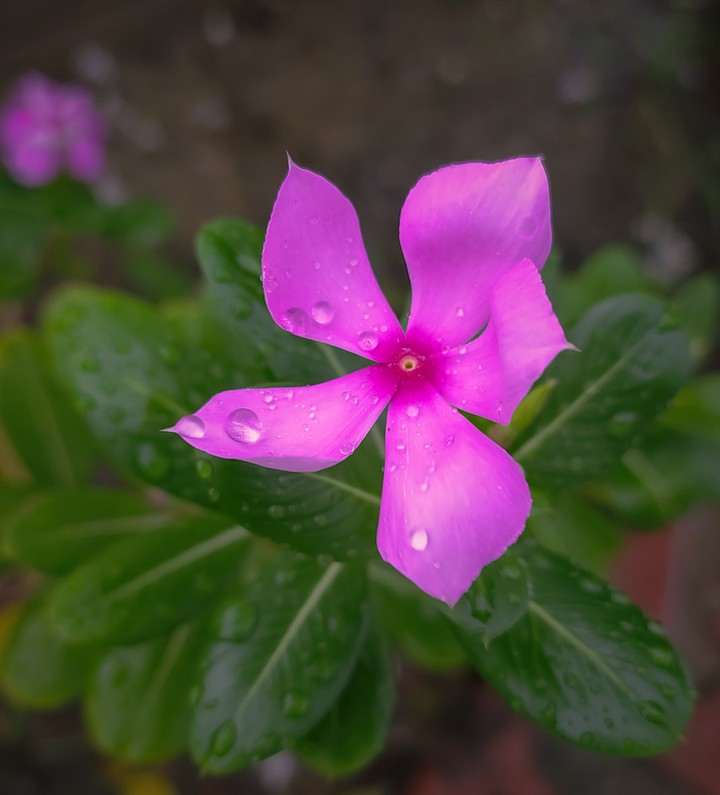pink flower