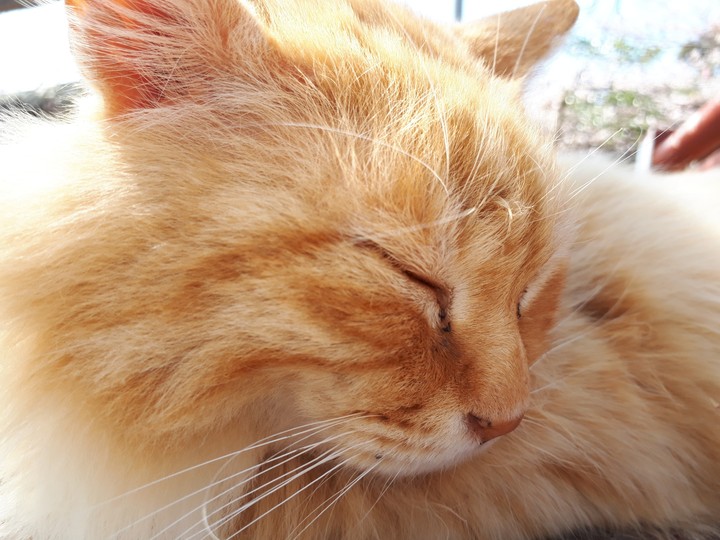 cat   