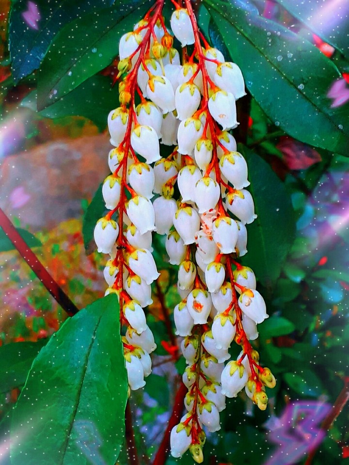 SK～flowers