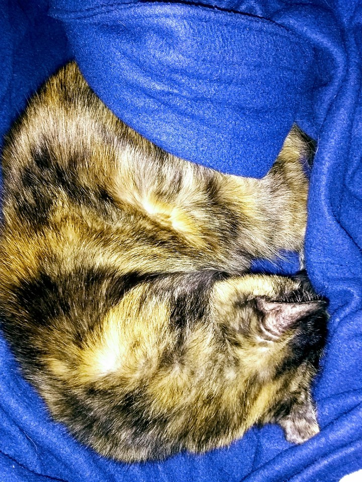 Sleep Susy