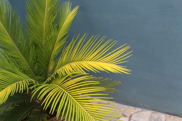 lovely green