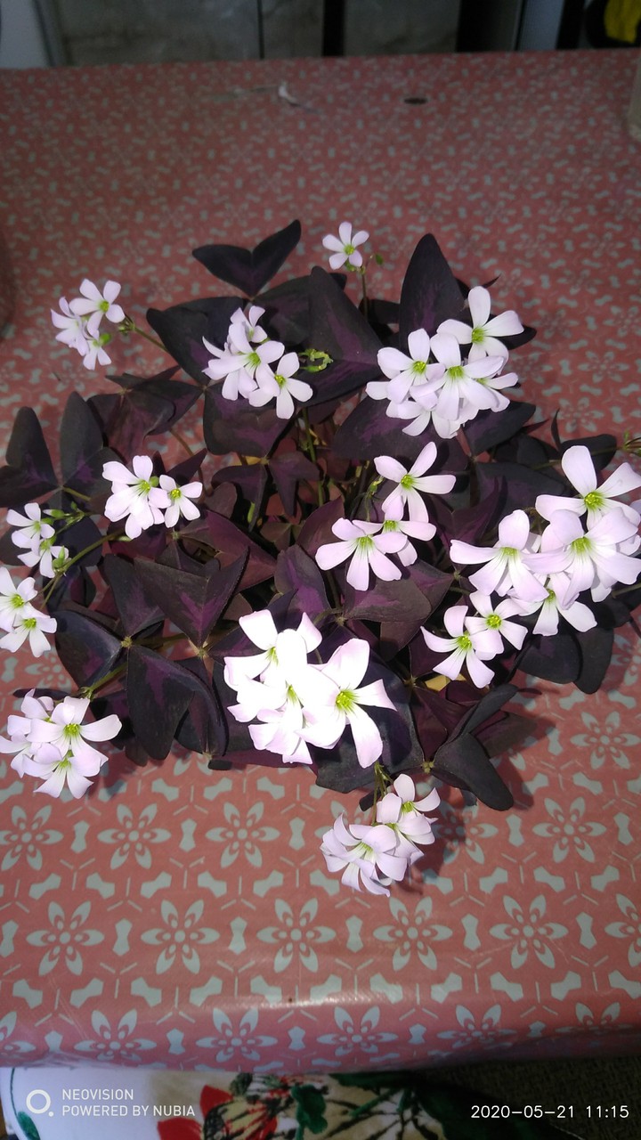 violet