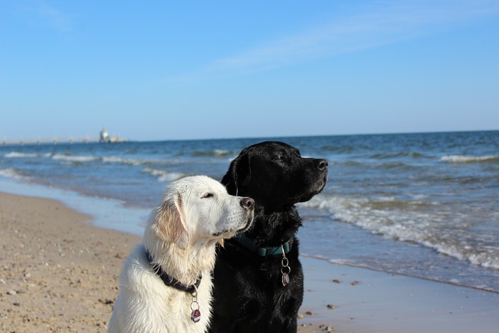 Labrador Retriever und Golden Retriever