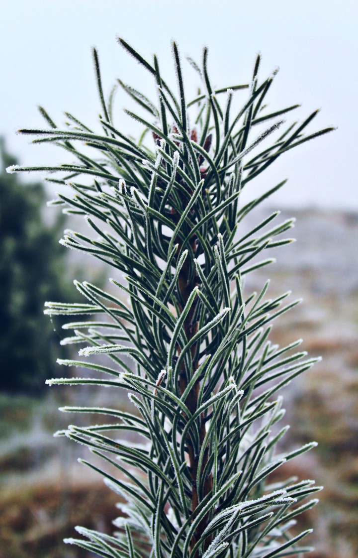 Froznen