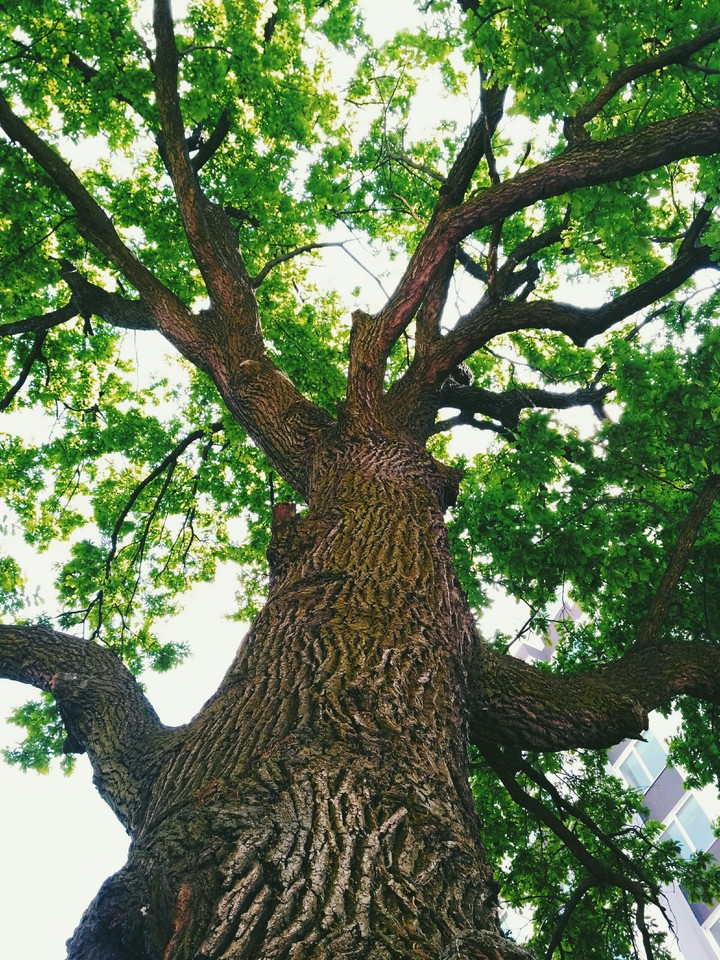 tree