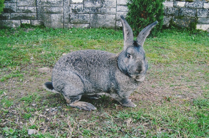 Bunny feels handsome