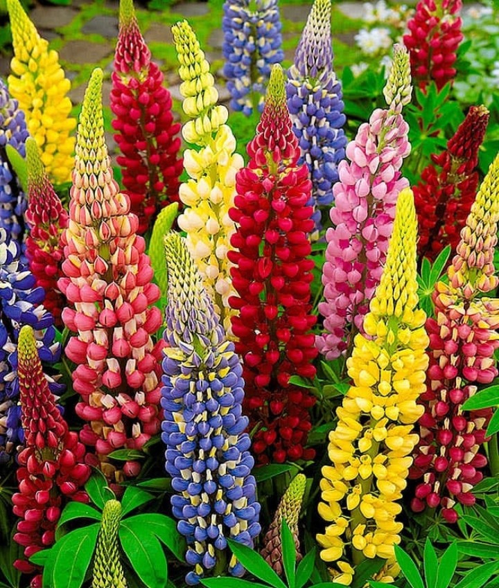 Lupin