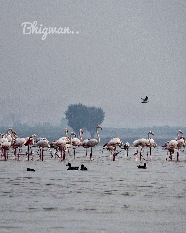 Flamingos of Bhigwan