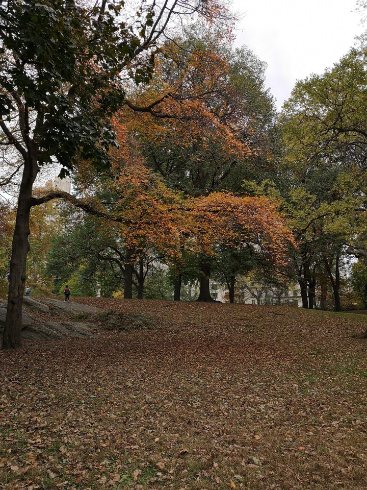 outum in Central patk