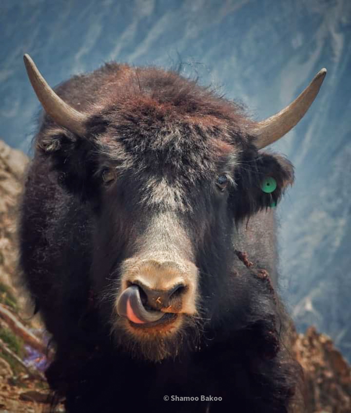 himiliyan yak