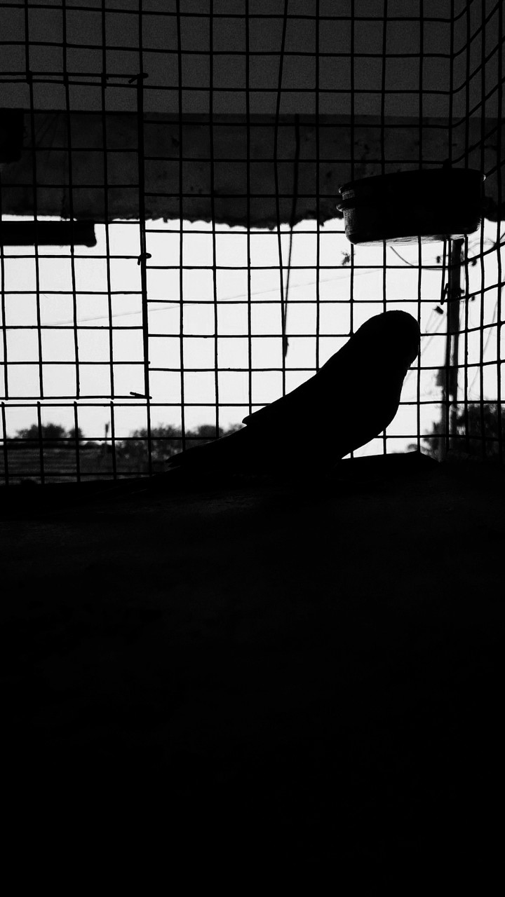 black and white