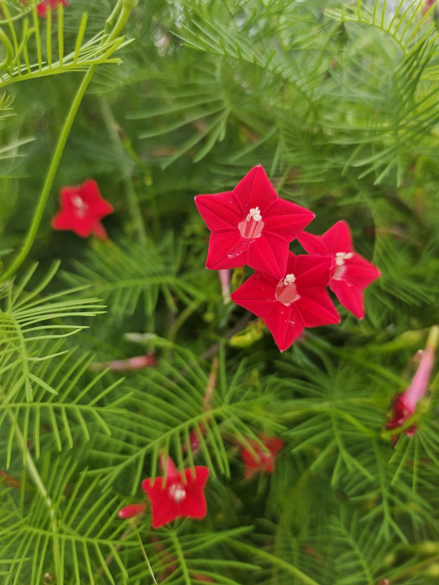 тапети conifers, lobelias