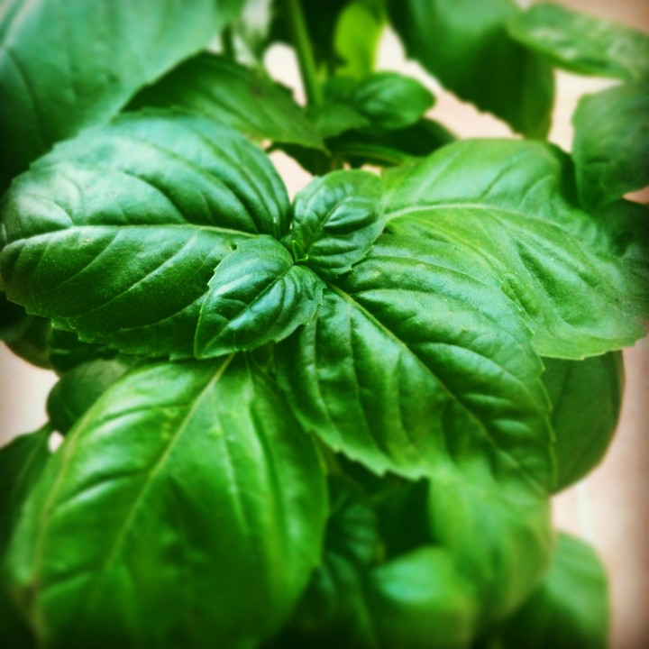 Basilic