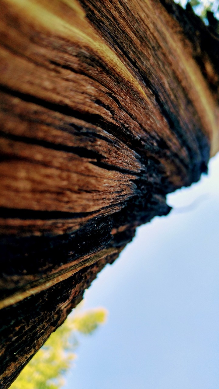 Twisted Tree