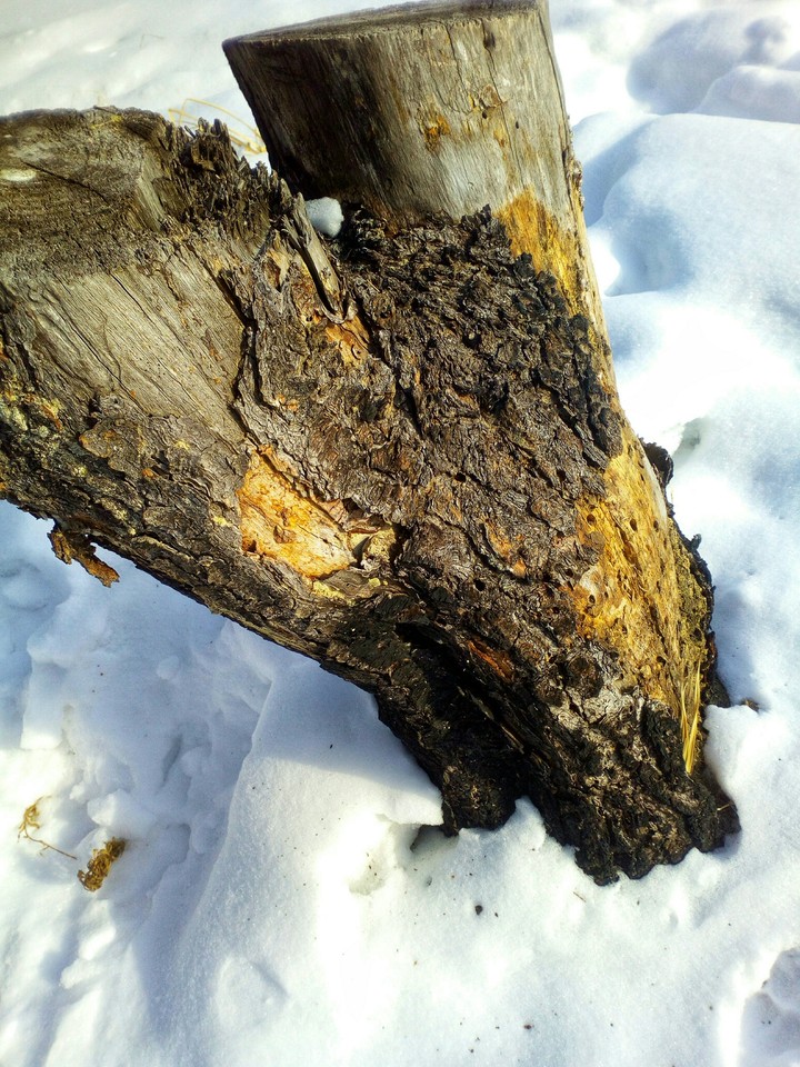 tree..