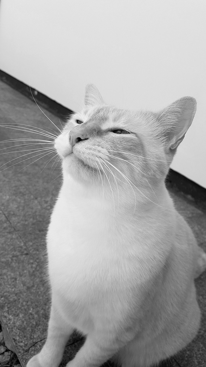 CAT PB