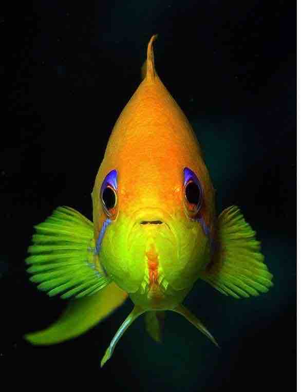 poisson