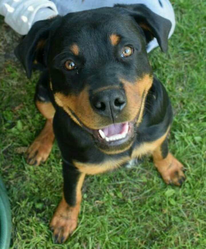 cane
