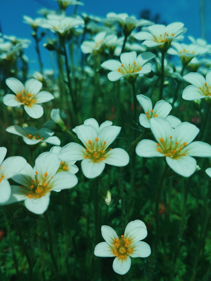 flowers