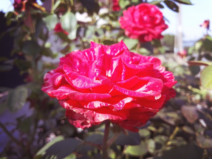 Scarlet Rose