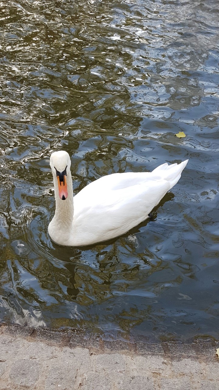 kuğu