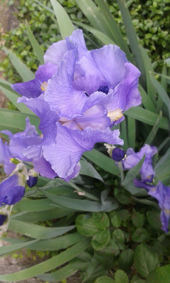 Iris2