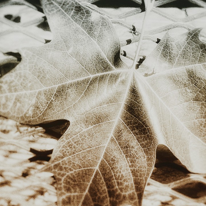 Otoño retro