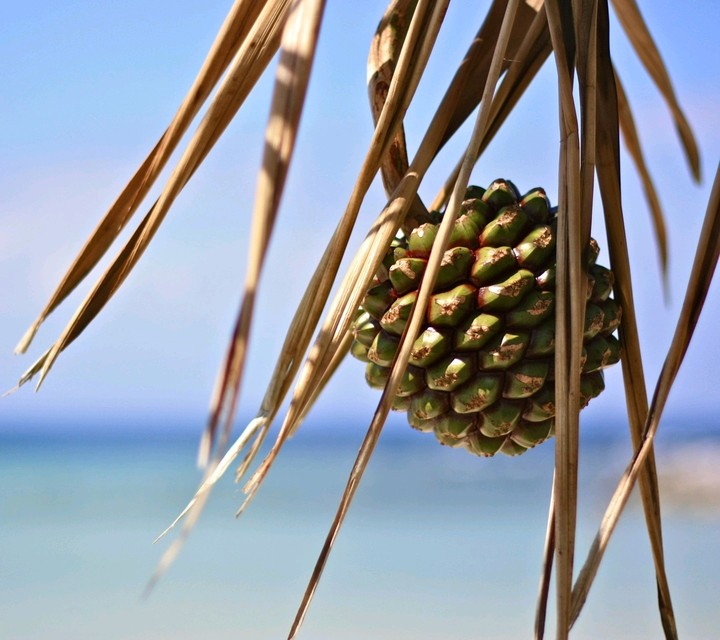 Palmenfrucht Wochingtonia.