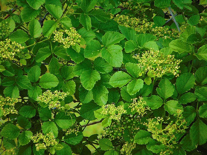 green