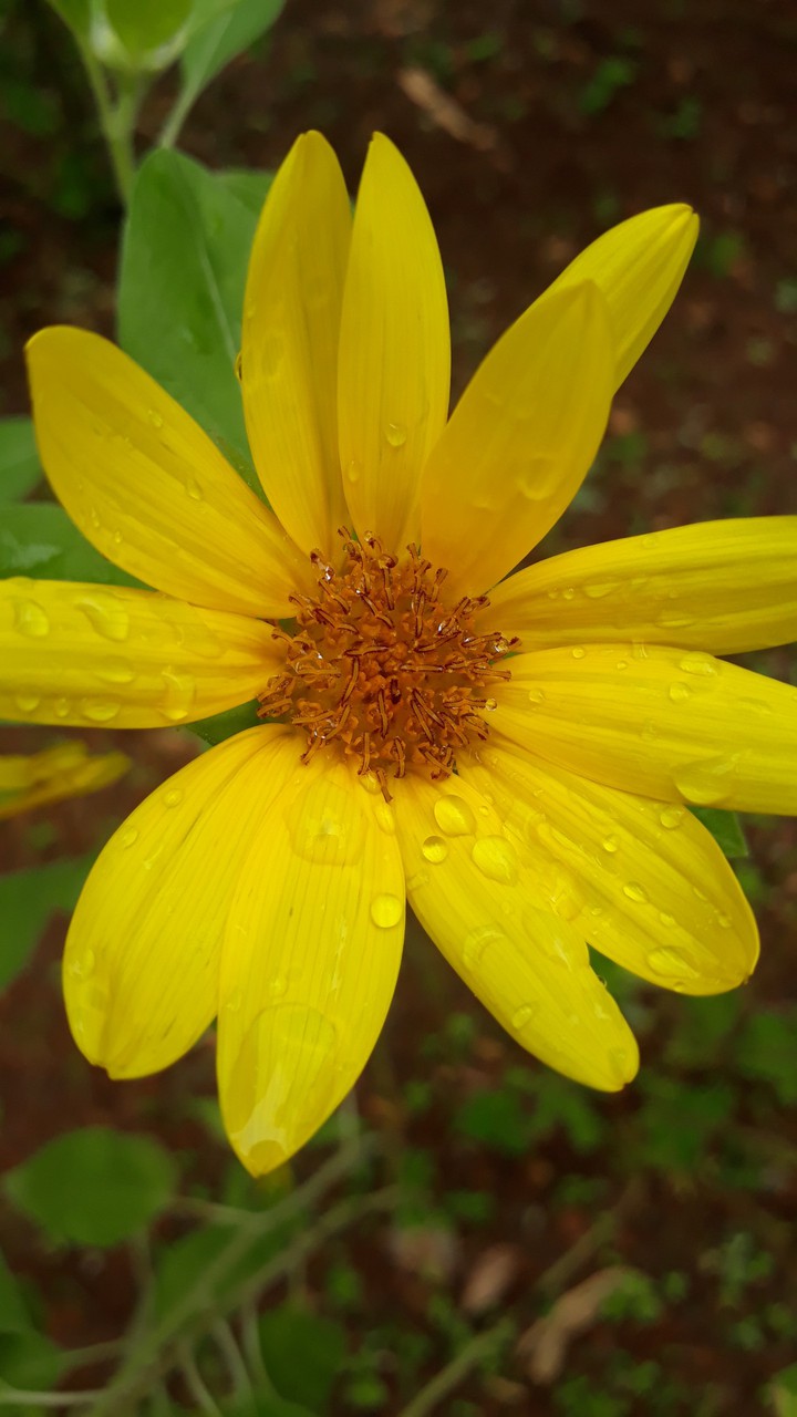Rain flower
